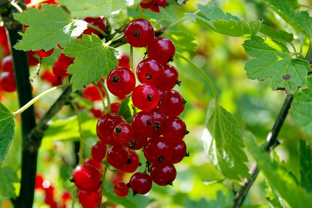red currant 1508506 640