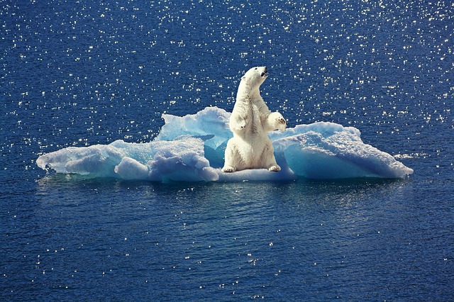 polar bear 2199534 640
