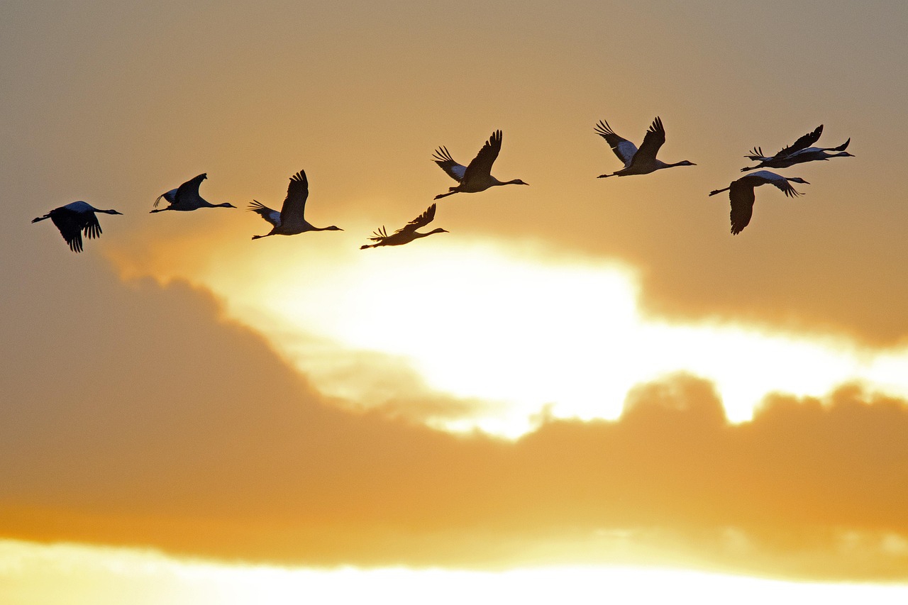 cranes-4548448_1280