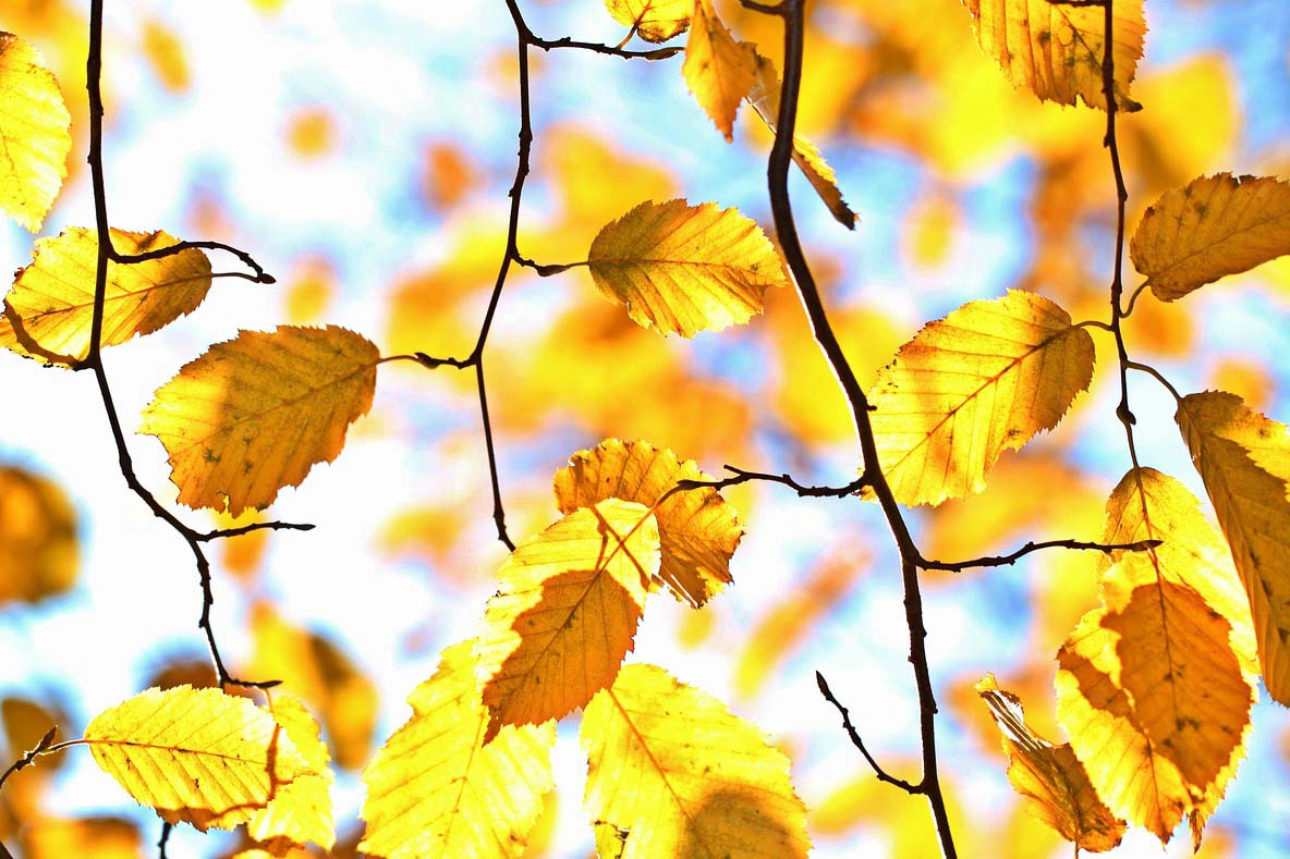 fall-1042346-1280-2x3