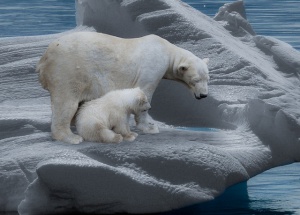 Internationaler Klimaaktionstag ...