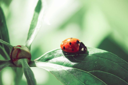 Insektensterben, nicht bei uns?