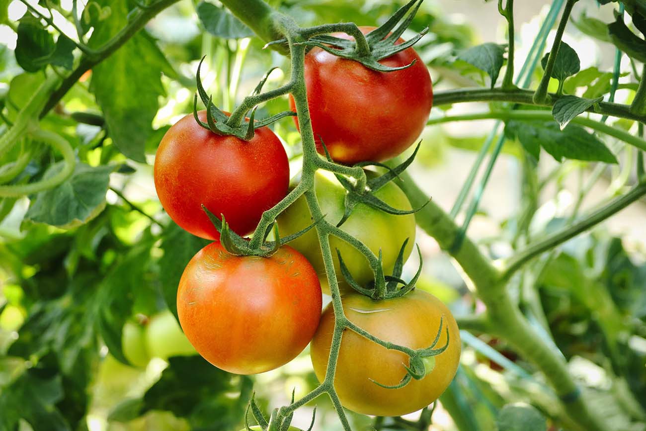 tomatoes-6614242-1300px